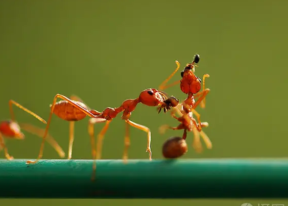 红蚂蚁长什么样图片