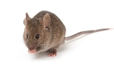 ʺĵطǲ