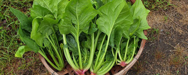 菠菜根的种植方法 如何种植菠菜根 菠菜根的种植方法 如何种植菠菜根