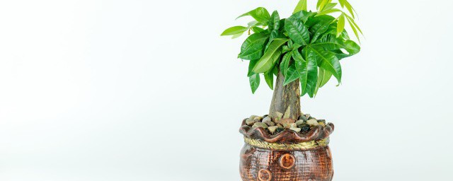 �������ʲô��ֲ�� ���������Щ��ֲ��