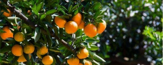 ʺʲô ֹ
